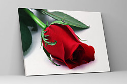 Obraz Ruža z lásky 1782